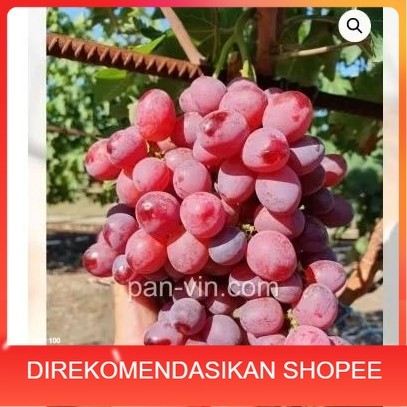 NEW bibit anggur nirvana seedles RS import