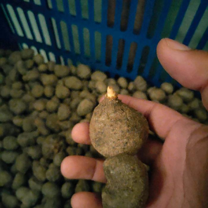 PROMO  Bibit Porang Katak Jumbo 70–80 Biji/Kg | Dorman Asli Lokal | Panen Umbi Besar - 1 kg