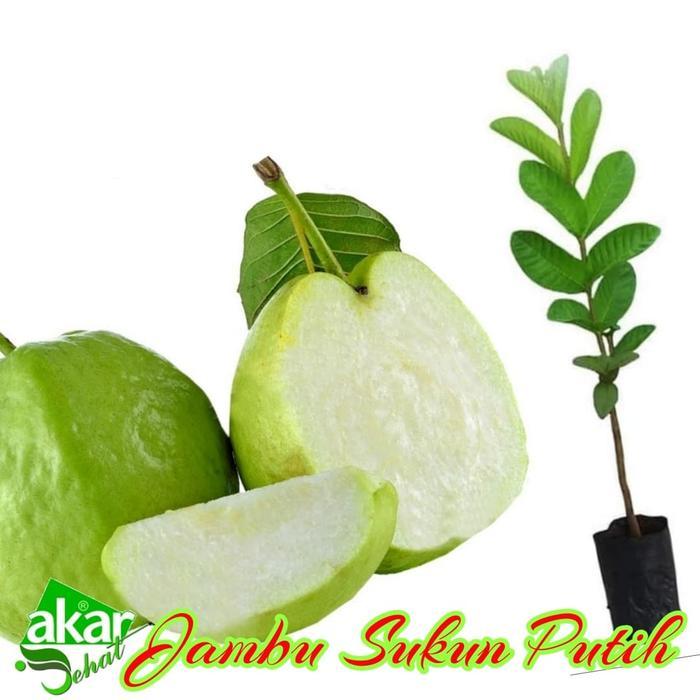 PROMO  bibit jambu sukun putih / jambu biji sukun putih
