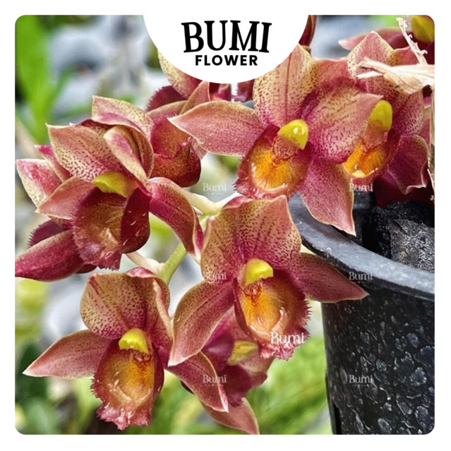 Clowesetum Colleen Dunne - BUMI Catasetum FDK Orchids Anggrek