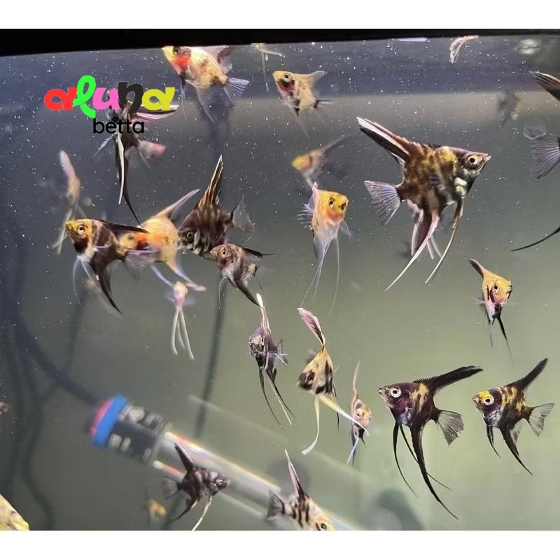 manfish tricolor ISI 3 angelfish