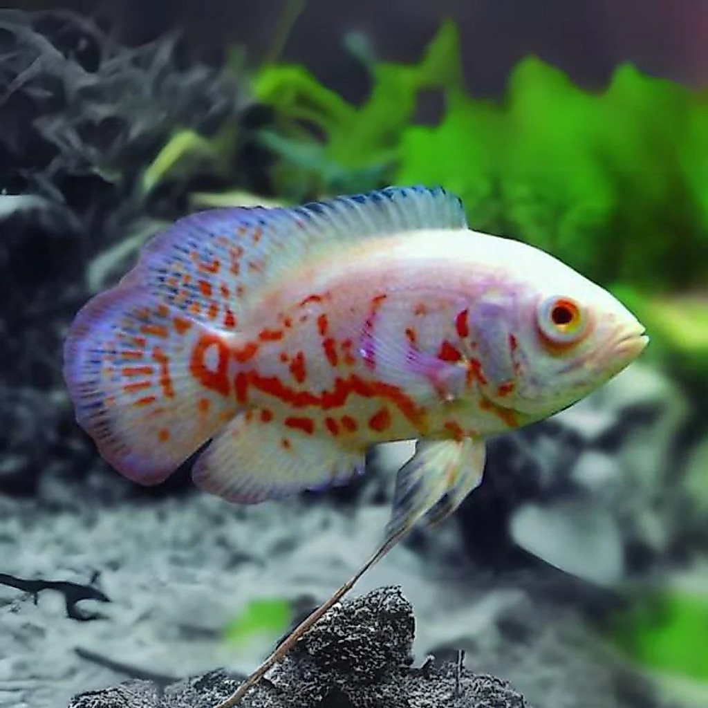 hiasan aquarium oscar albino tiger godmarking cocok untuk mempercantik aquarium anda dan cepat besar