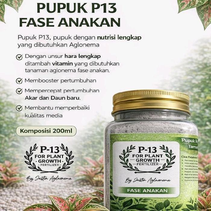 Pupuk P13 Untuk Fase Anakan Om Justin