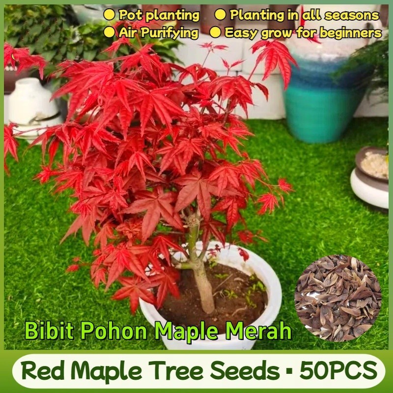 Bibit Pohon Maple Merah Asli 50 Buah - Bibit Tanaman Pohon Maple Merah Amerika Pot Rumah Maple Jepan