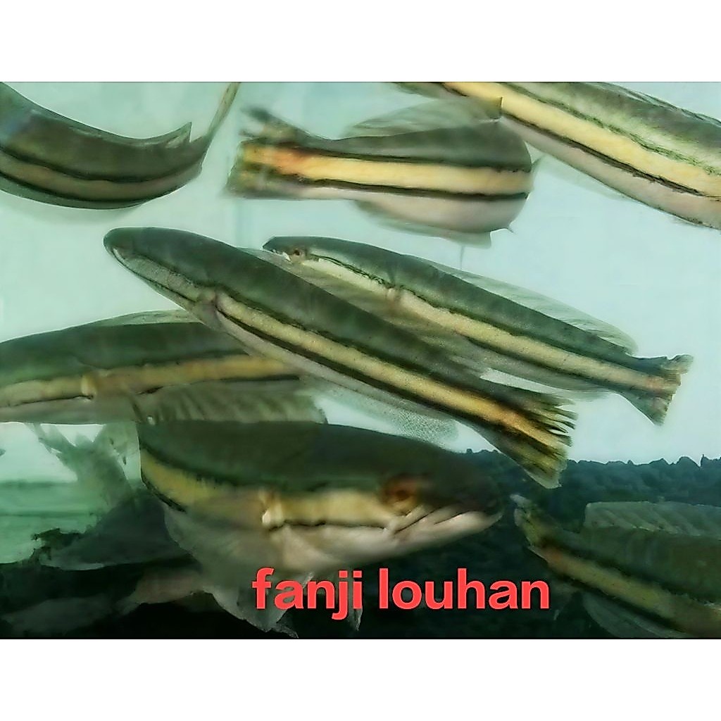ikan  hias predator toman size 22 cm