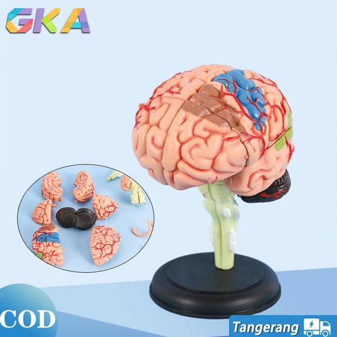 MITLESHOP Anatomy Medical Brain Model Of Human-4D Model Detachable Brain Anatomy