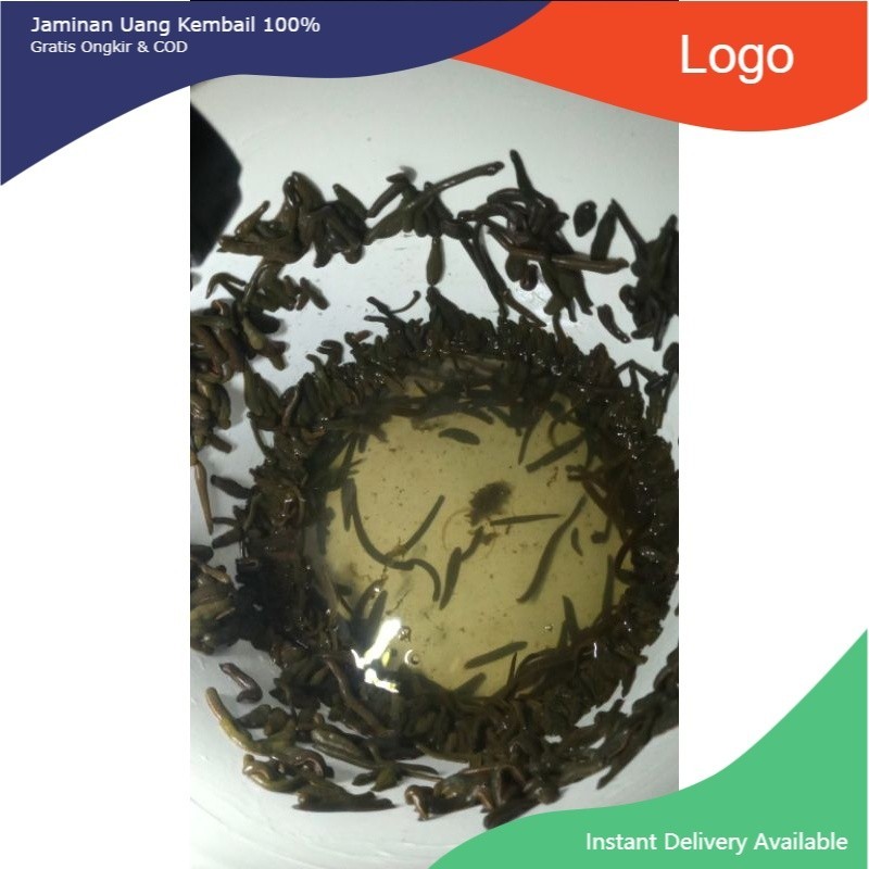 [READY STOK] NEW LINTAH HITAM lintah terapi hidup alami dari rawa lintah steril uk campuran kecil se