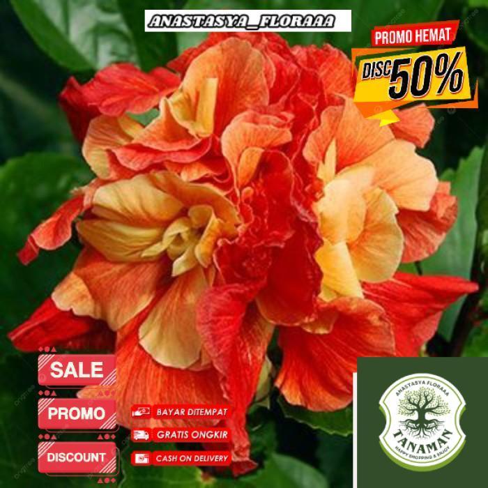 AN20 (BISA COD) Tanaman Hias Bunga Sepatu Hibiscus Orange Kering Tumpuk/Pohon Kembang