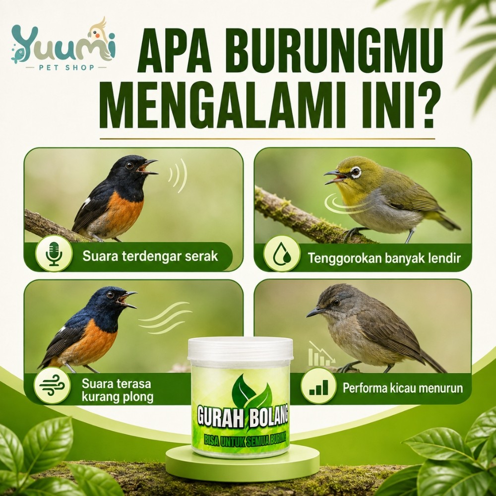 Gurah Bolang Original – Gurah Burung Murai Kacer Cucak Ijo Kenari | Bantu Rawat Tenggorokan & Lendir