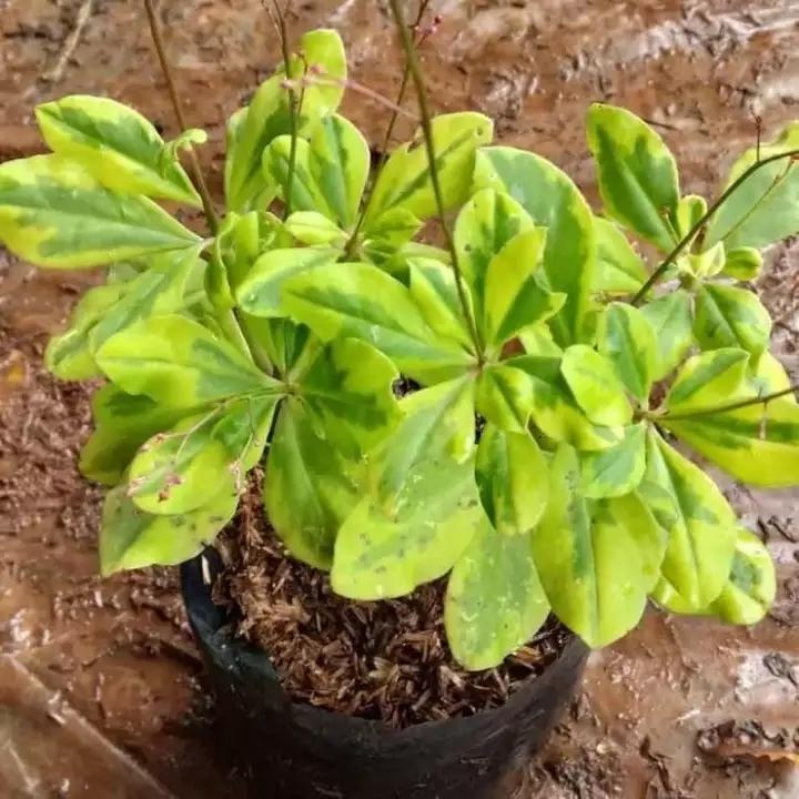 tanaman hias gingseng golden / tanaman gingseng golden / tanaman herbal gingseng / pohon gingseng / 