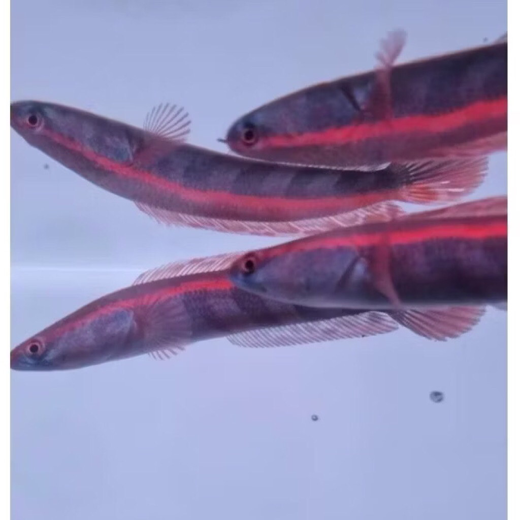 TOP Red Barito 11-14cm bonus pelet