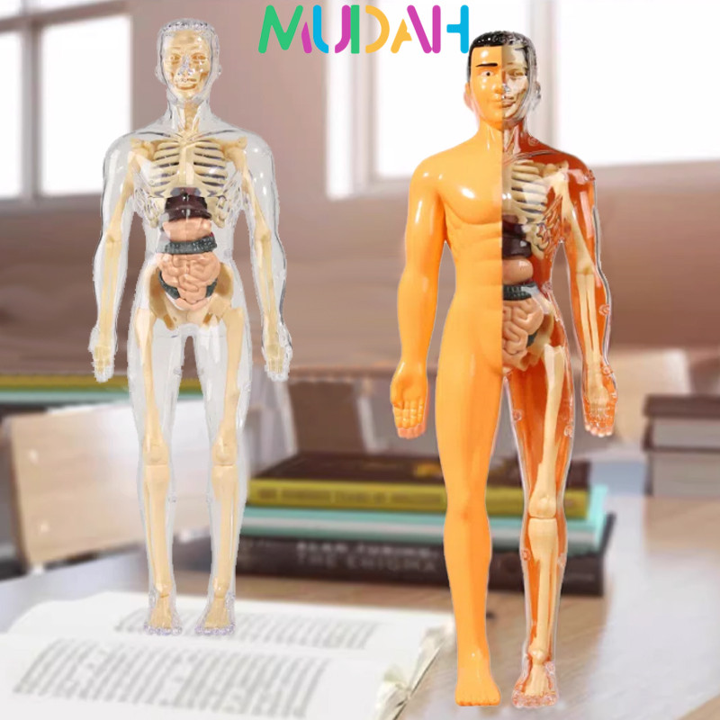 Human Body Torso Model Anatomi  Mainan 3D Praktek Dokter Organ Tubuh Manusia Alat Edukasi Kedokteran