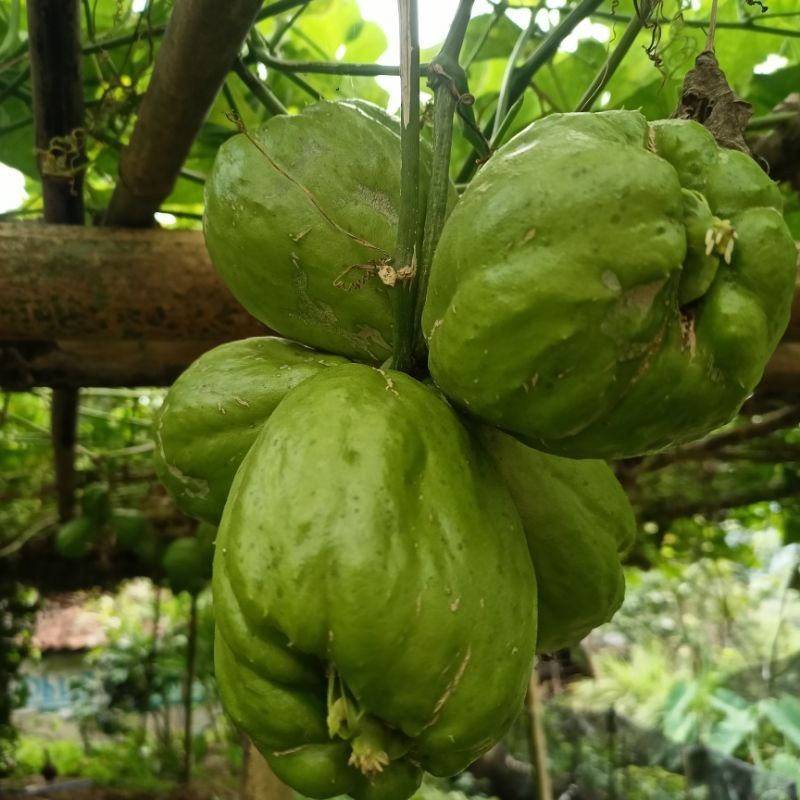 BIBIT LABU SIAM ANGGUR BUAH LEBAT asli