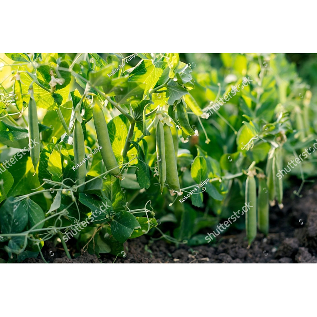 PDG BIBIT BENIH kacang polong