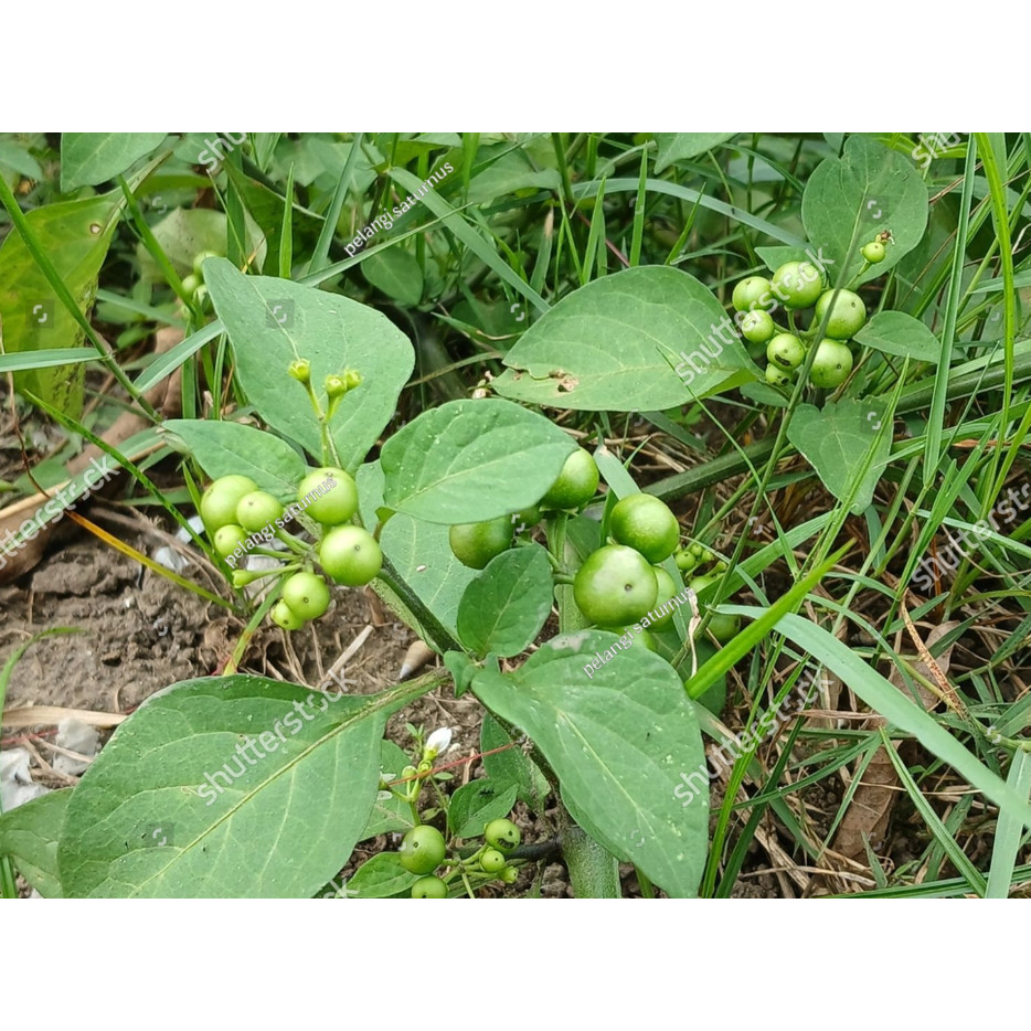 BA Bibit Benih Leunca