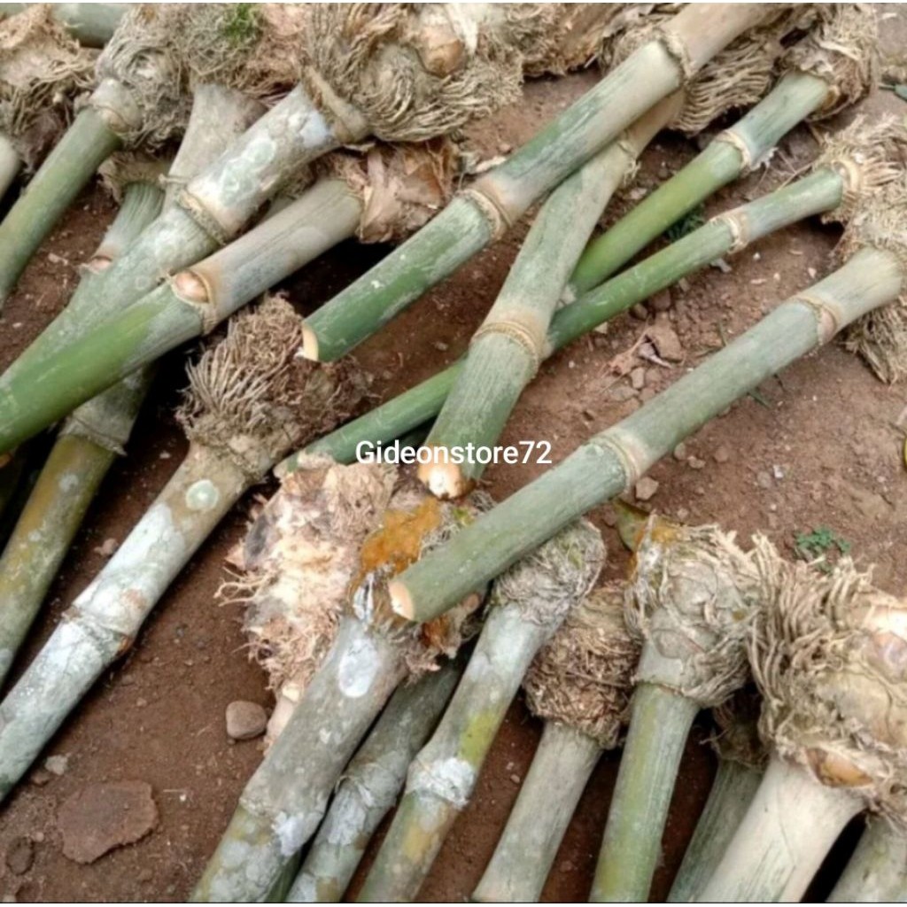 Bibit Bonggol Bambu Petung jumbo berakar, Bambu Betung/Bibit Rebung Bambu petung jumbo