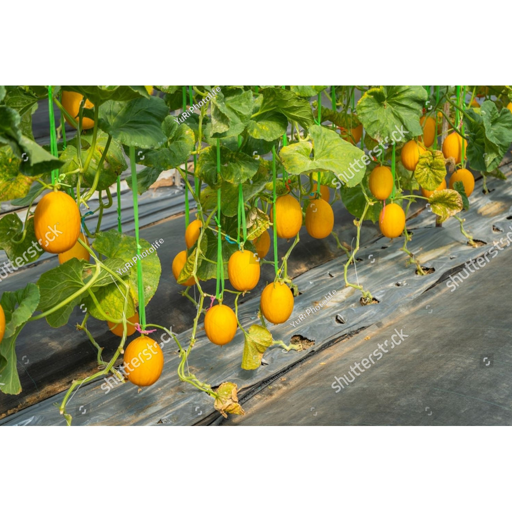 AL Benih Melon Golden