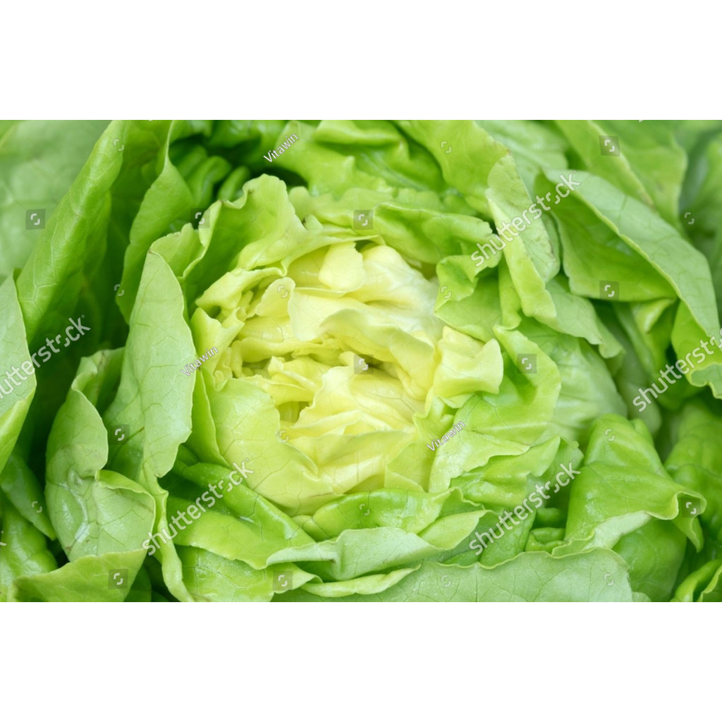 BA Benih Selada Iceberg Head Lettuce
