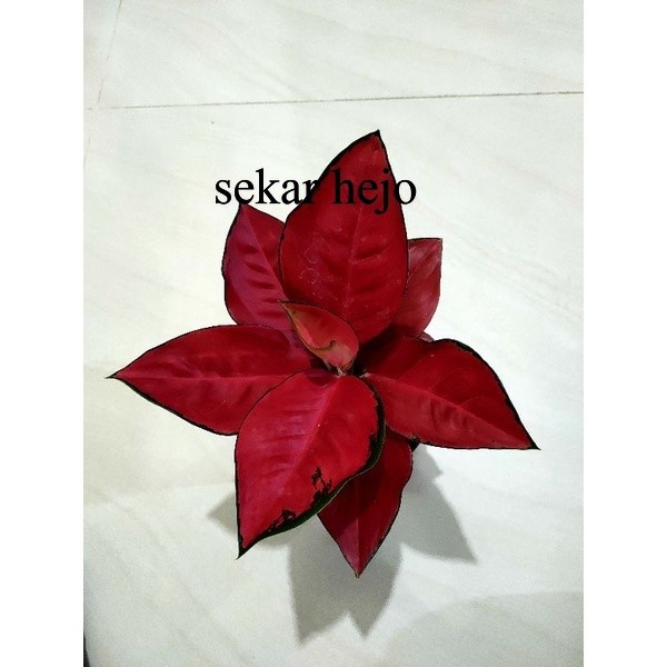 Aglonema suksom spesial JUMBO LOKAL
