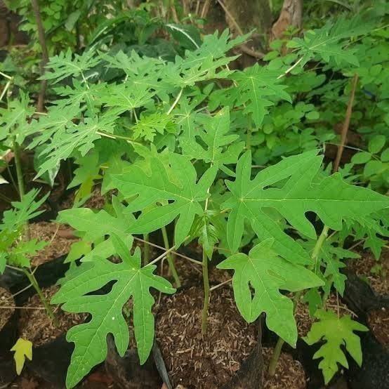 Bibit Pepaya Hawai Madu Unggul | Bibit Tanaman Pepaya Hawai Unggul Jaminan Panen