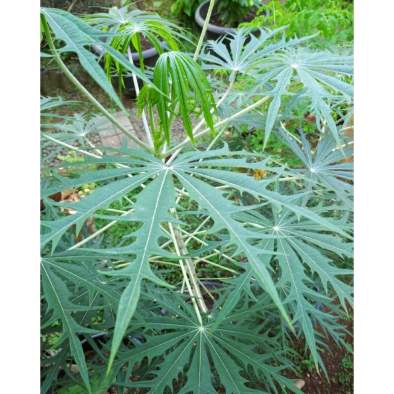 Daun Betadine Segar 1 Kg / Daun Betadin / Daun Yodium penyembuh luka / Daun jarak cina