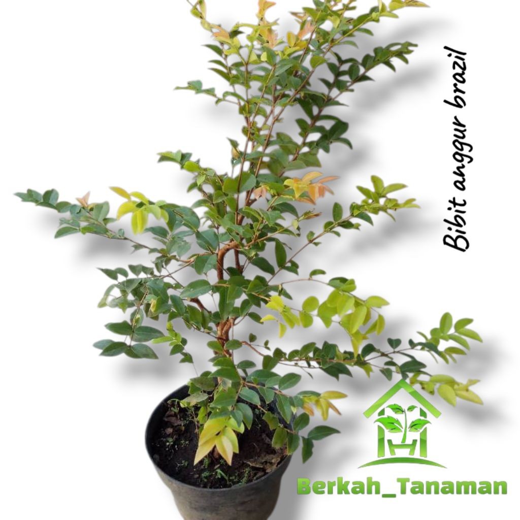 tanaman anggur brazil--tanaman anggur brazil - anggur - pohon anggur - anggur pohon - anggur batang 