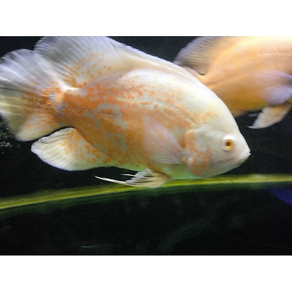 Oscar albino Jumbo (bercorak) 18-20 cm