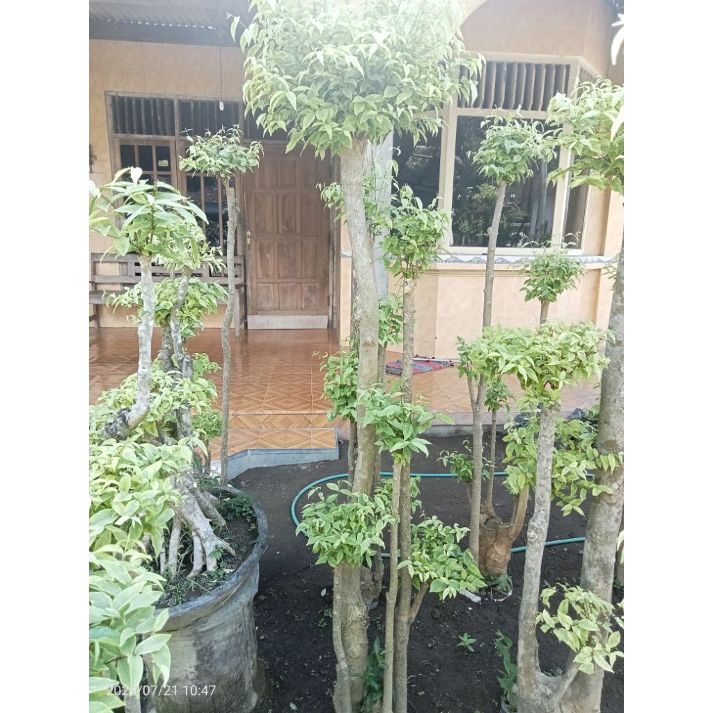 Bonsai Anting Putri Jumbo Bunga Putih Harum