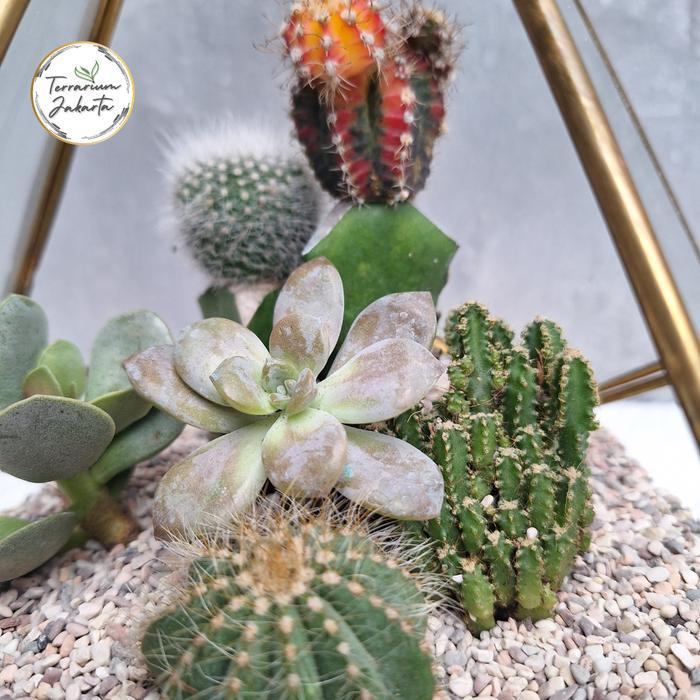 Piramidies - Terrarium Kaktus - Terarium - (DIY) KIT Terrarium - DIY/KIT