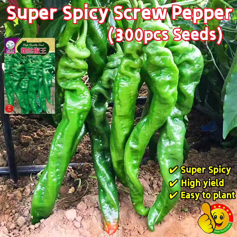 100% Original High Yield Screw Pepper Seeds for Sale (Fresh 300pcs Seeds) Organic Curl Shape Chili P