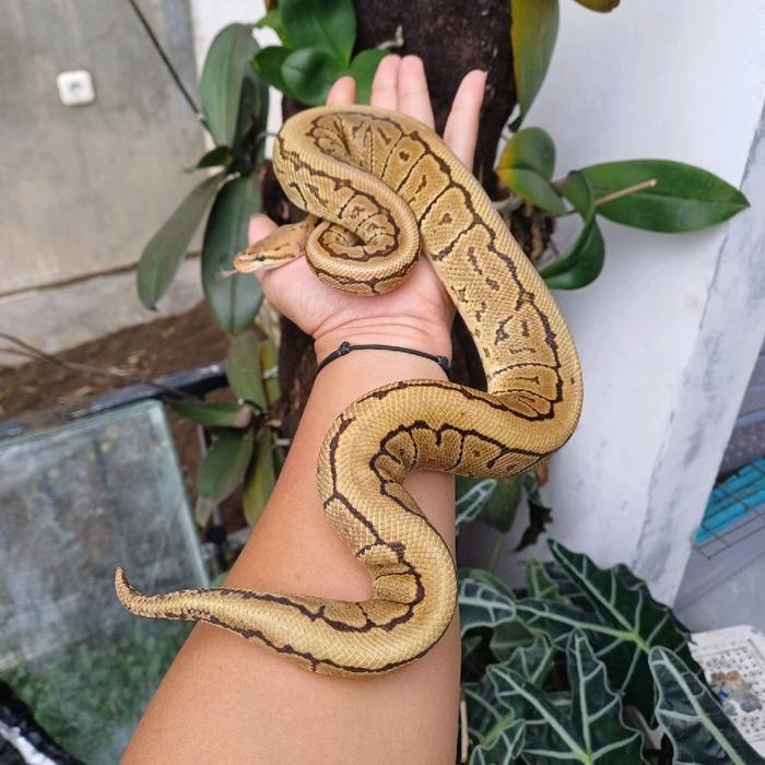 READY  GE Ball phyton juve 80cm+  morph pinstripe.