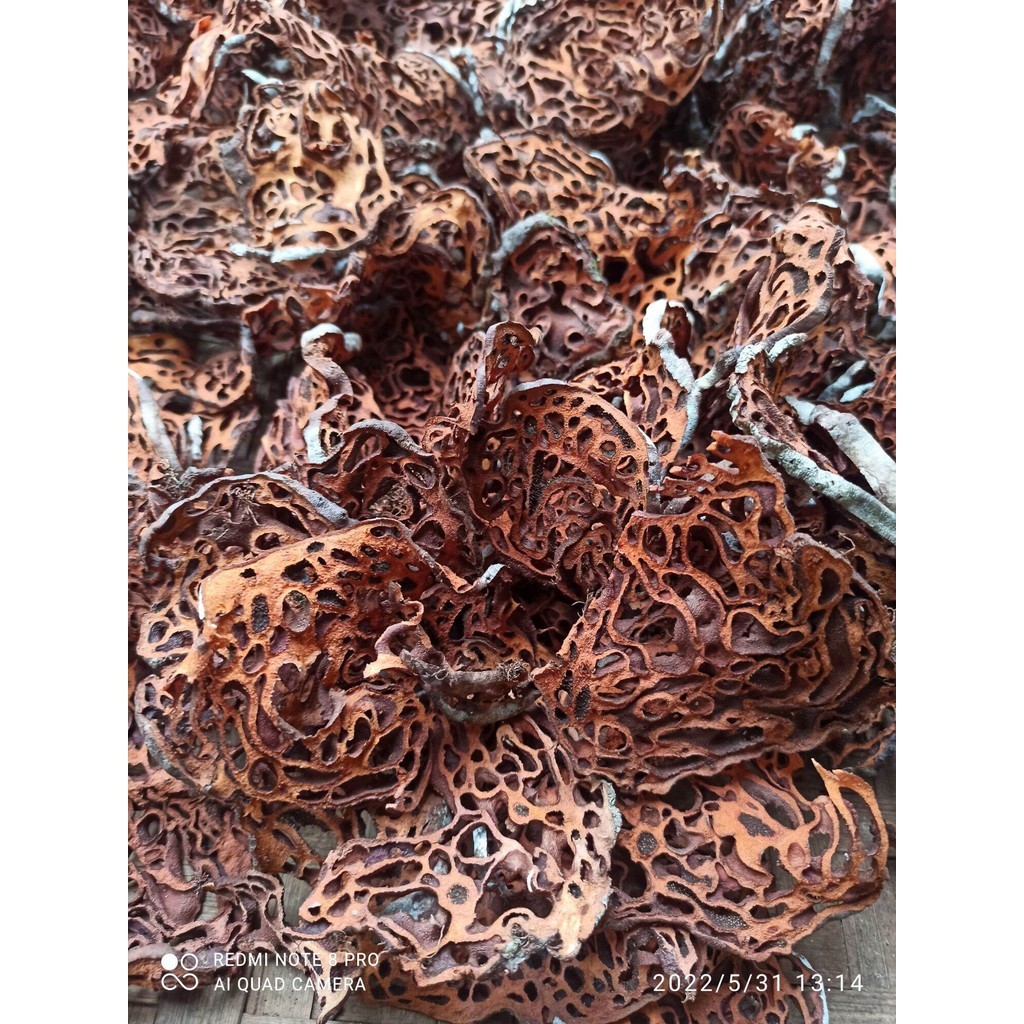 Sarang semut papua merah asli 250 gram  kondisi kering