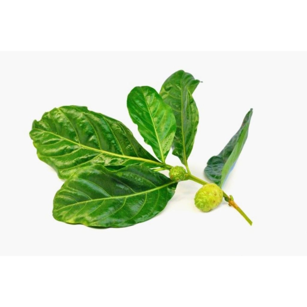 

Daun mengkudu segar 20 lembar