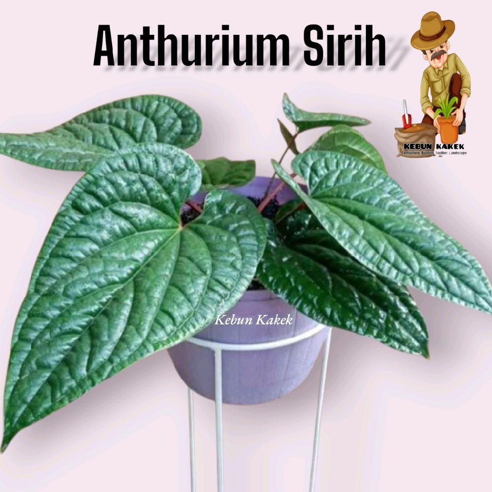 Anthurium Sirih / Tanaman Hias Anthurium Sirih / Tanaman Hias Hidup Anthurium Sirih