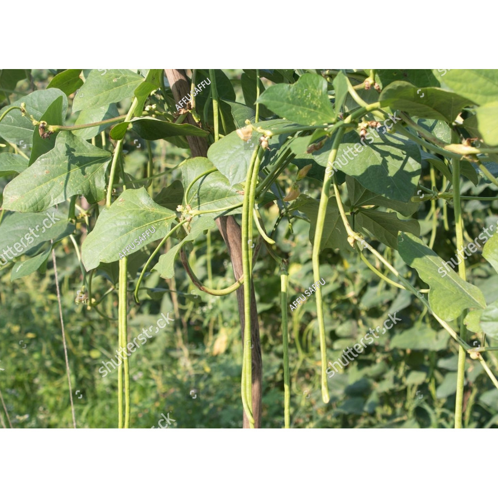 AL Benih Bibit Kacang Panjang Unggul