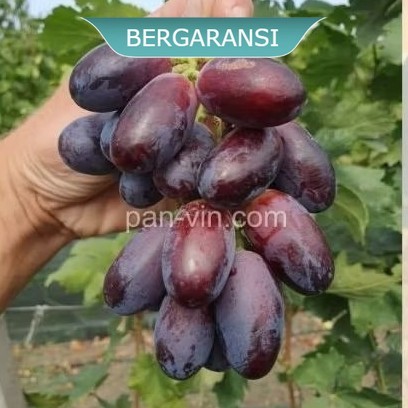 bibit Anggur  mulberry/murbei RS IMPORT (KObber 5bb/so4/coudrex 1613) - CHETOZ