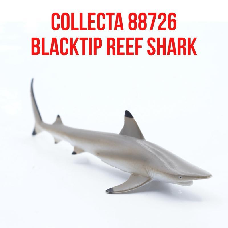 Collecta 88726 BlackTip Reef Shark Ikan Hiu Karang Sirip Hitam Carcharhinus melanopterus Mainan Bina