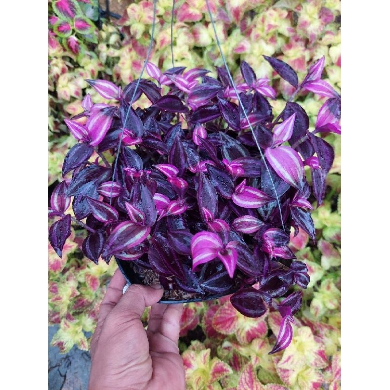 tanaman gantung rimbun segarzebruna KECAP plus pot