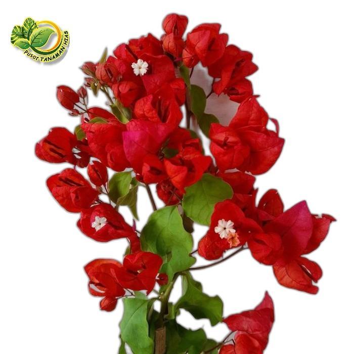 tanaman hias bibit Bougenville anggur red Chili - bibit Bougenville