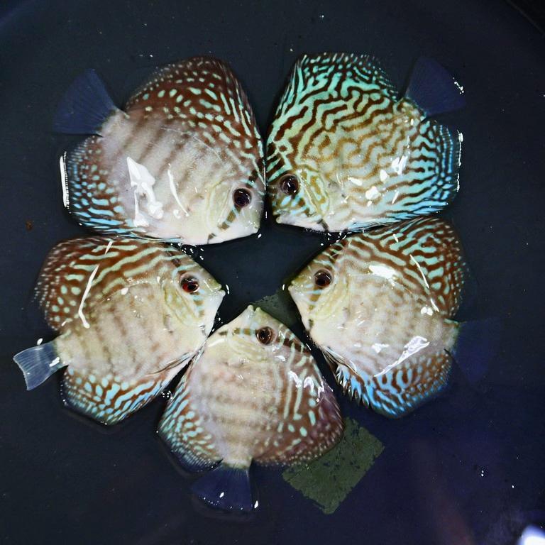 Ikan Discus Blue Turquoise 3 inch | Kualitas Premium