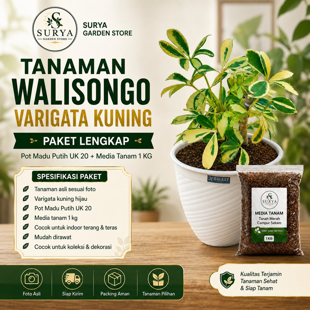 Tanaman hias walisongo golden varigata - daun walisongo varigata tanaman walisongo varigeta a7 -sury