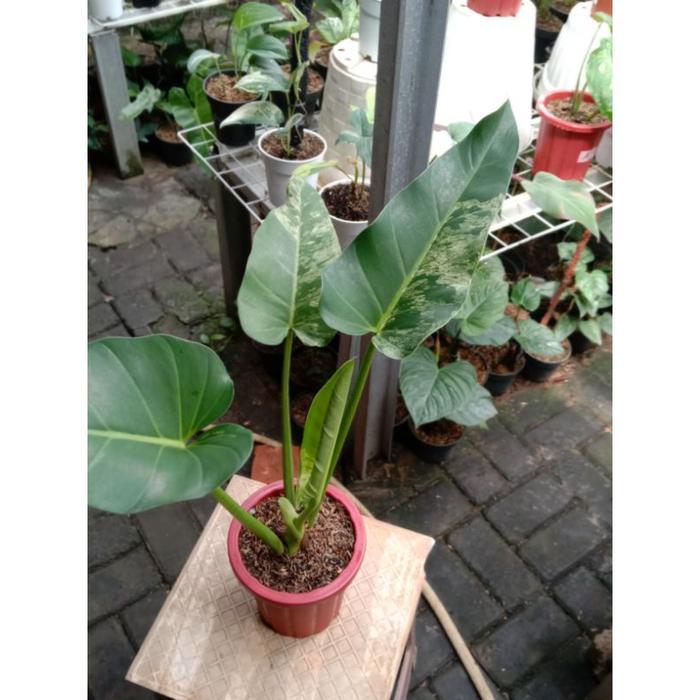 philodendron giganteum / blizzard Varigata