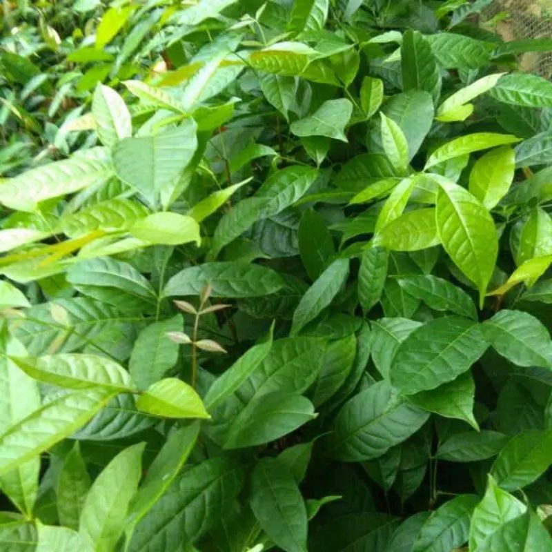 10 bibit pohon kayu mahoni/ bibit mahoni.