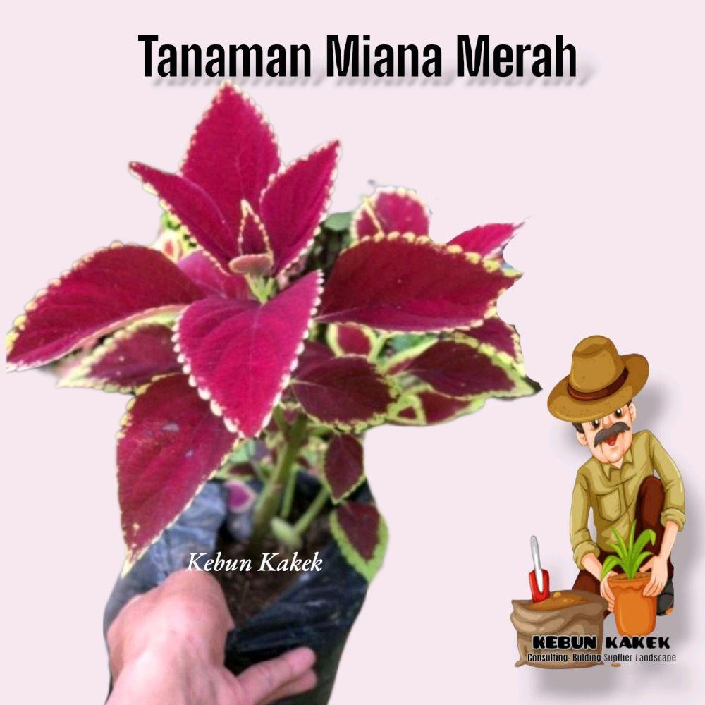 Tanaman Hias Miana Daun Merah / Tanaman Hias Hidup Miana / Pohon Miana Merah