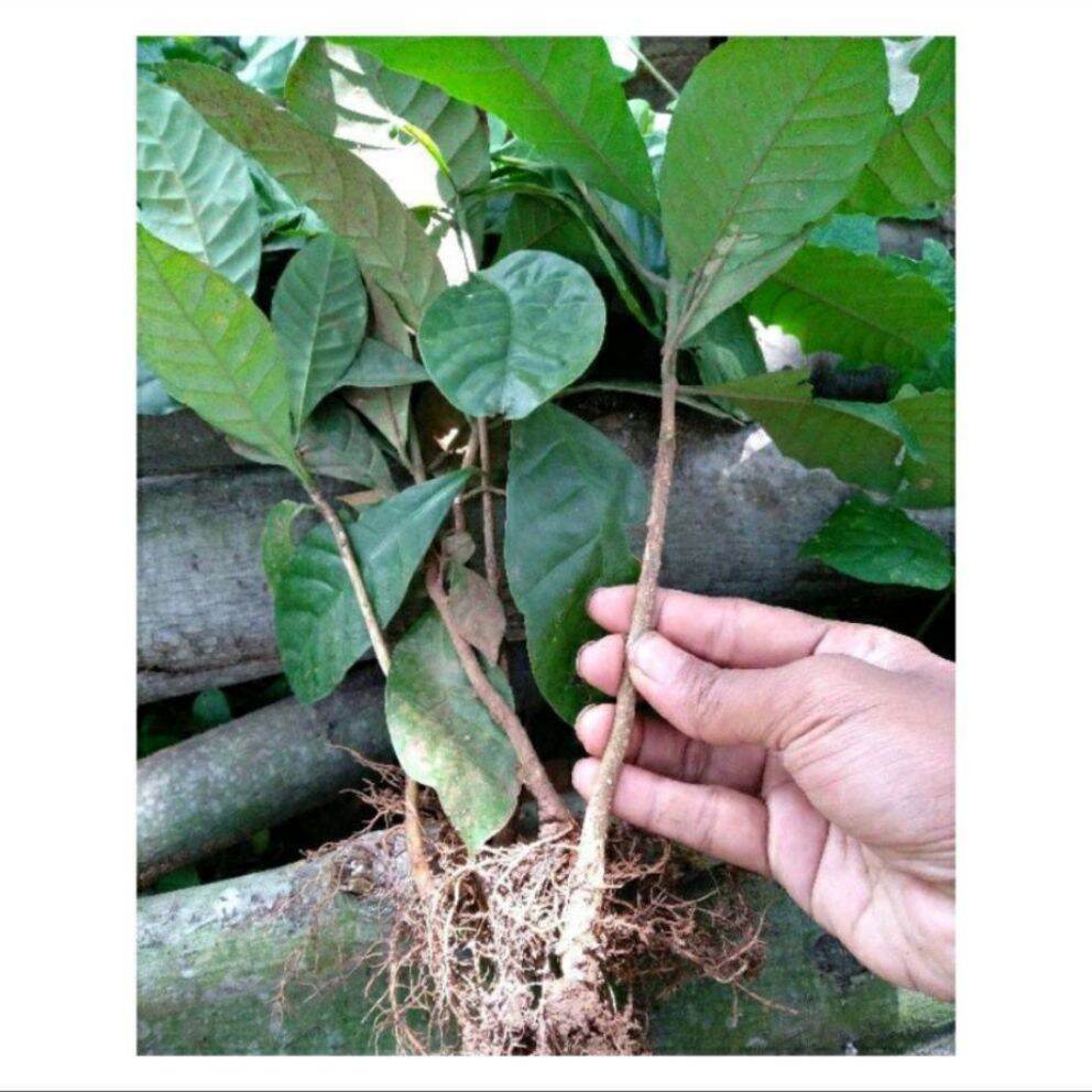 10 Bibit Kopi Robusta Cabutan / Bibit Pohon Kopi Robusta / Bibit Kopi Rabusta / bibit kopi robusta s