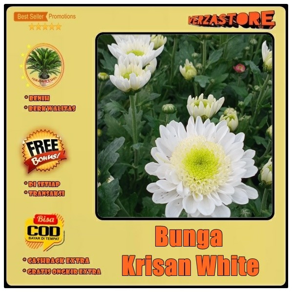 Biji benih Bunga Chrysan krisan white / 50 biji