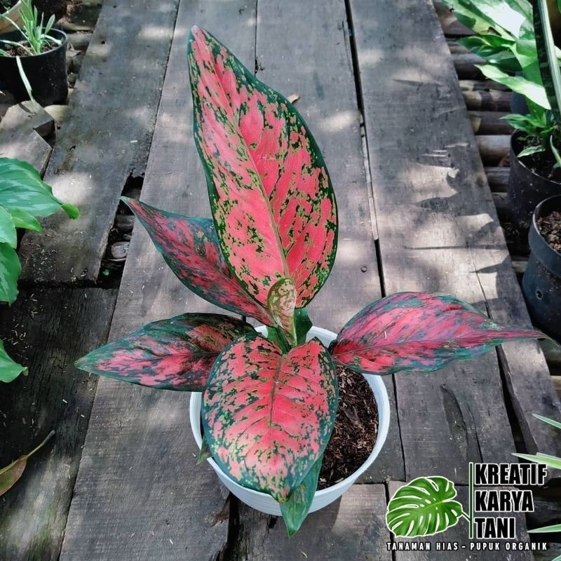 Tanaman hias aglonema red venus - Tanaman aglonema red venus