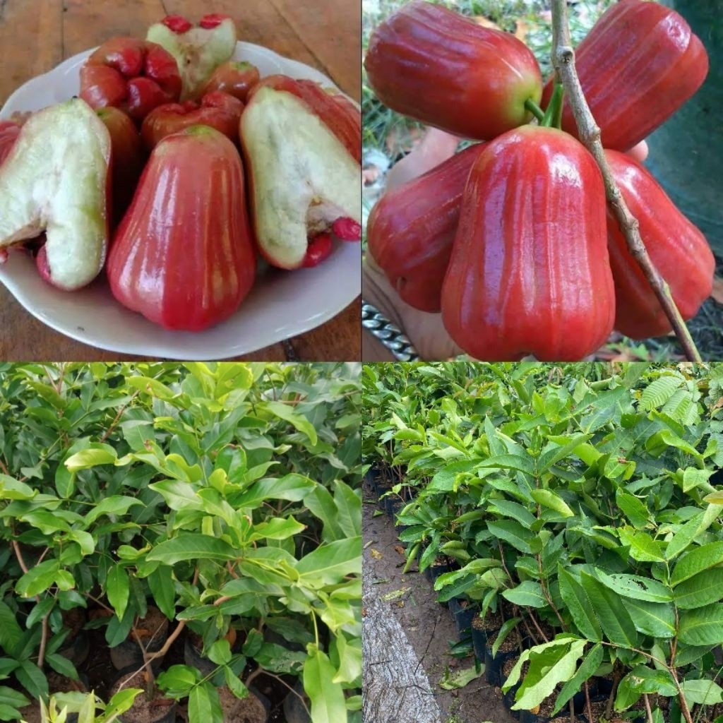 Bibit jambu air citra super manis
