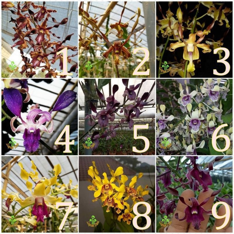 Anggrek Dendrobium / Anggrek Dendrobium Dewasa