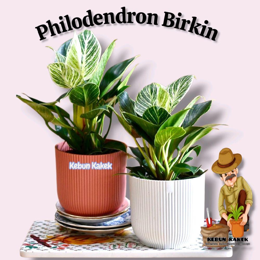 Philodendron Birkin / Tanaman Hias Philodendron Birkin / Bibit Tanaman Philo Birkin